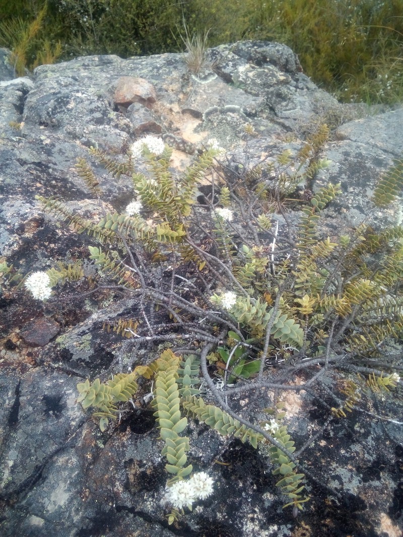 Veronica amplexicaulis photo 4