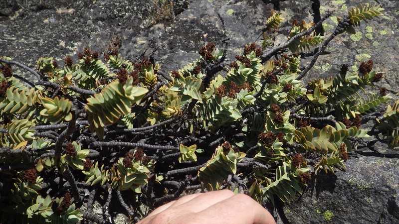 Veronica amplexicaulis photo 5