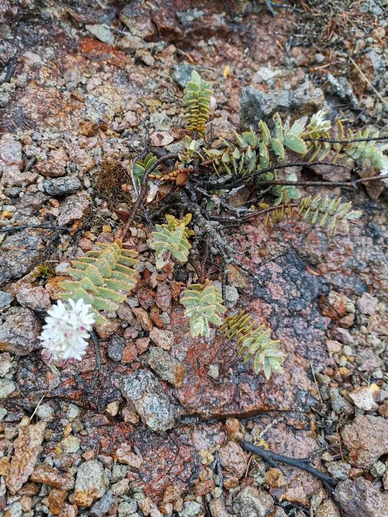 Veronica amplexicaulis photo 6
