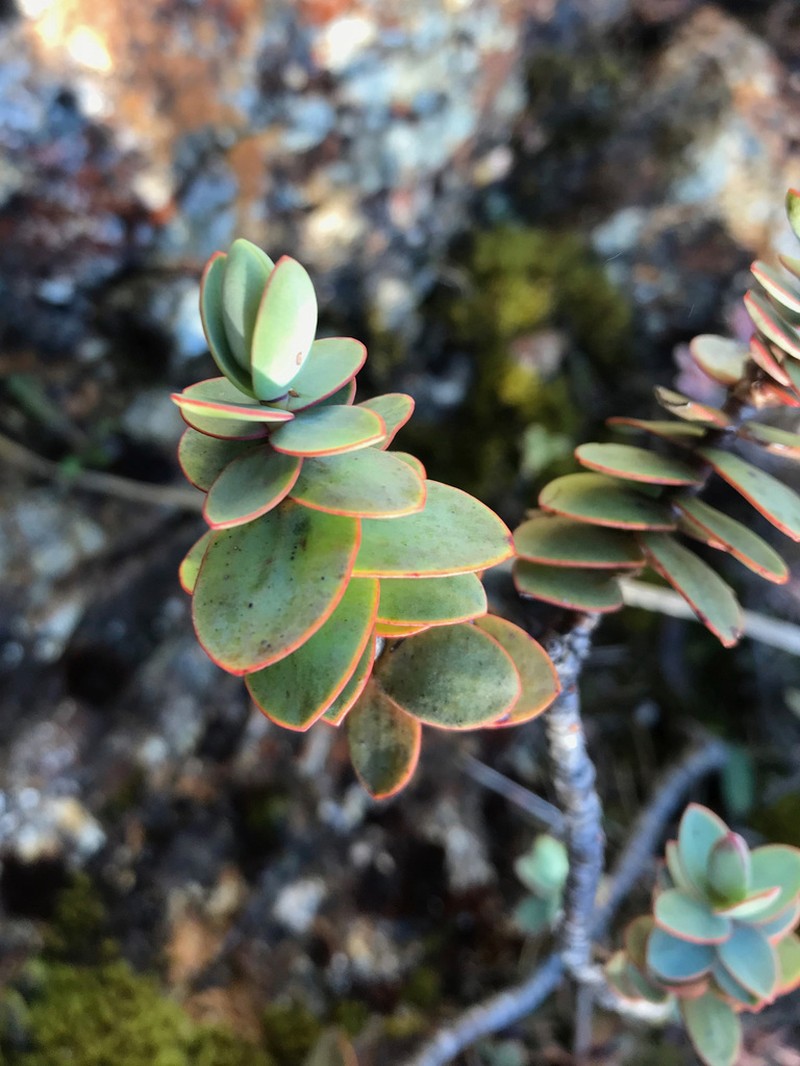 Veronica amplexicaulis photo 8