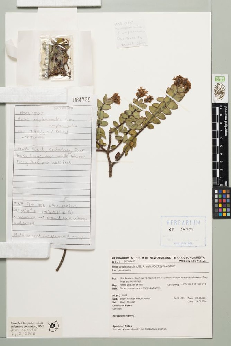 Veronica amplexicaulis f. amplexicaulis