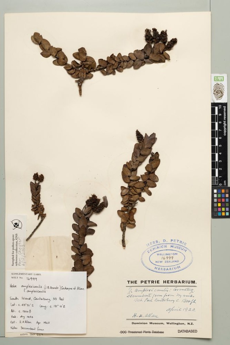 Veronica amplexicaulis f. amplexicaulis photo 2