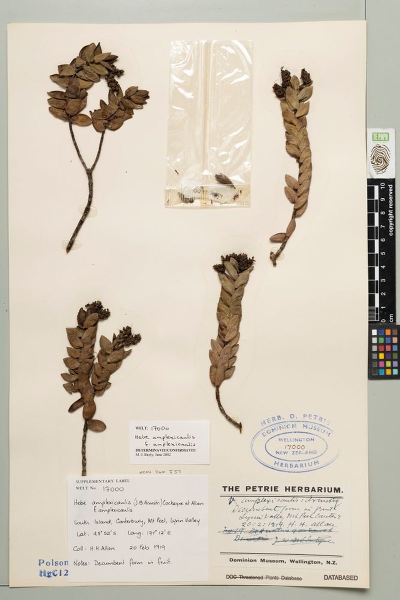 Veronica amplexicaulis f. amplexicaulis photo 3