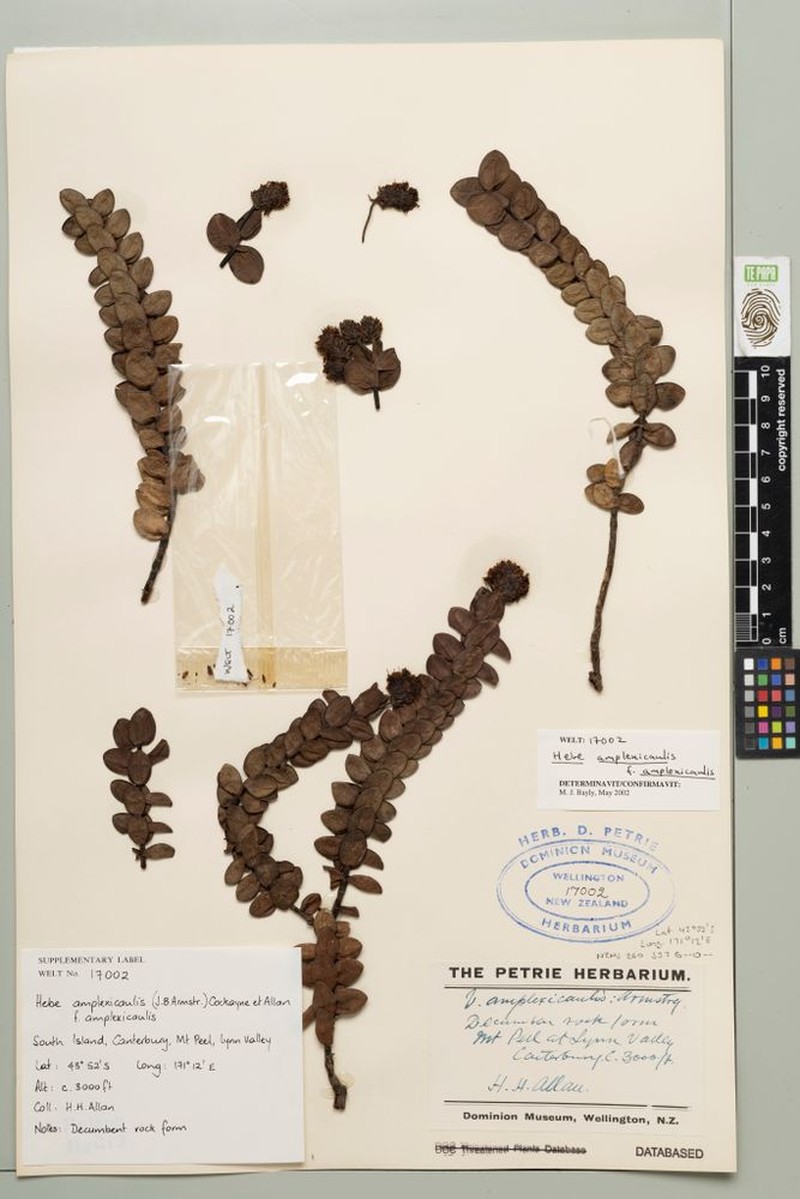Veronica amplexicaulis f. amplexicaulis photo 4
