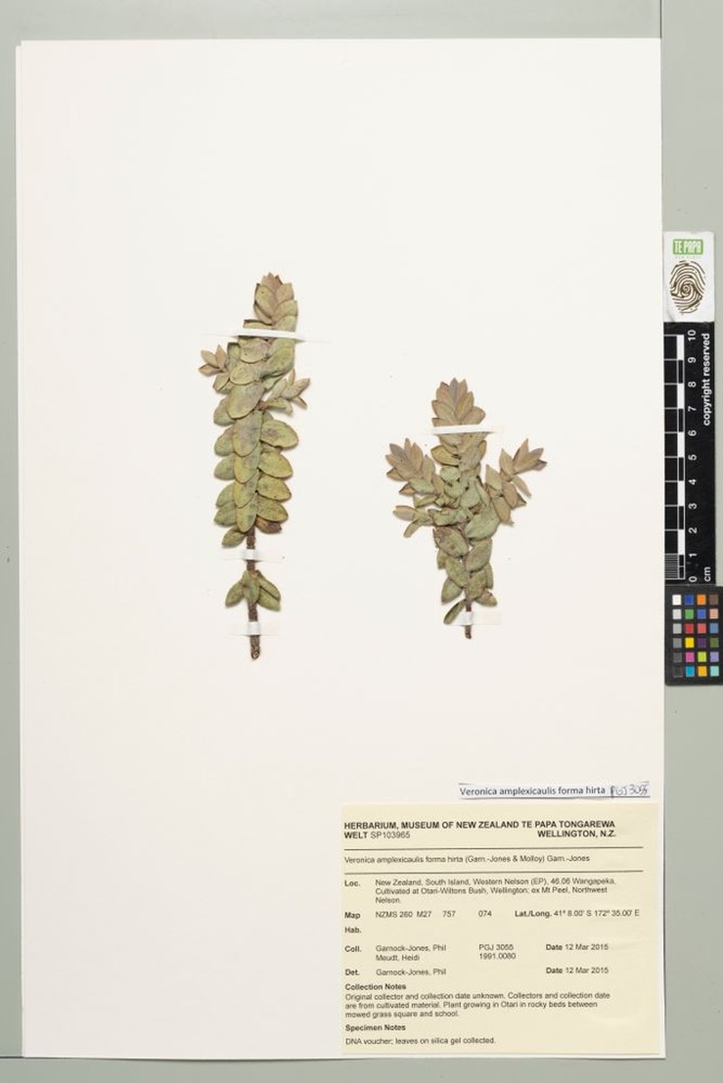 Veronica amplexicaulis f. hirta