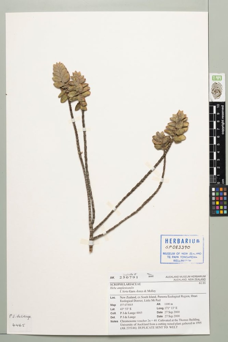 Veronica amplexicaulis f. hirta photo 3