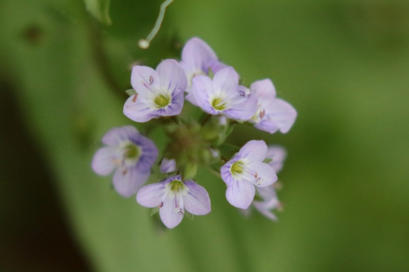Water Speedwell photo 2
