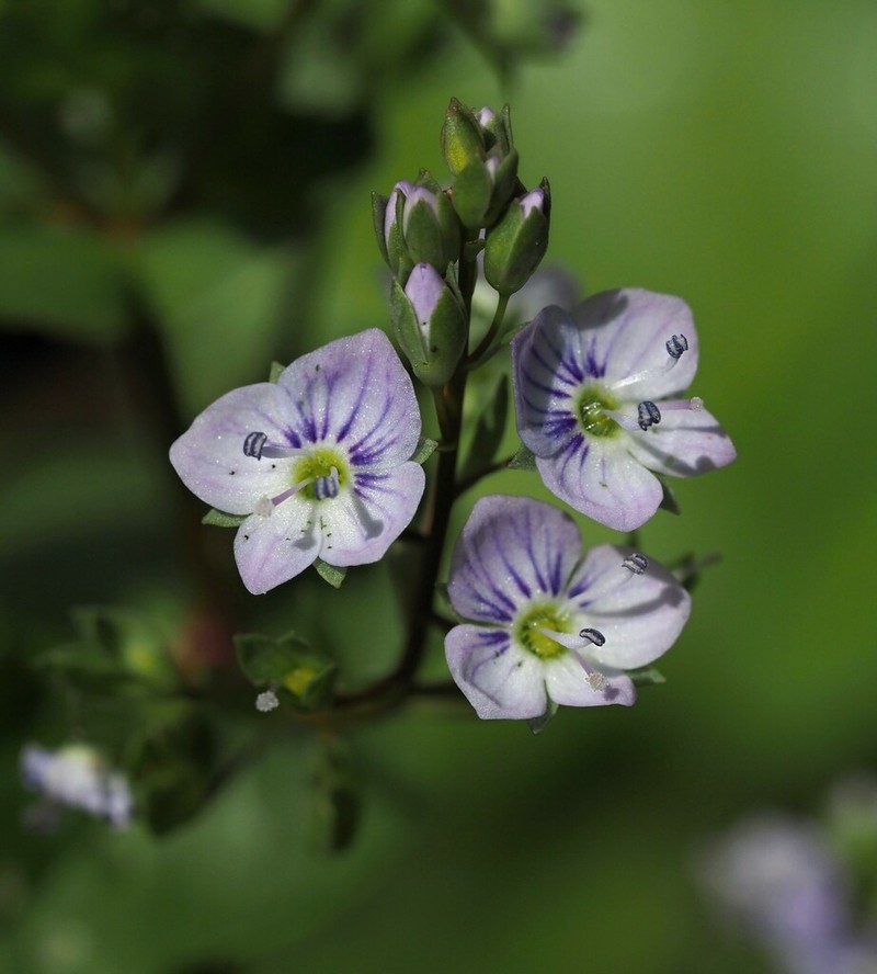 Water Speedwell photo 3