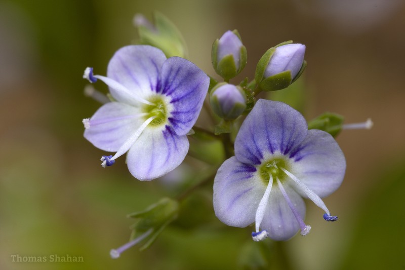 Water Speedwell photo 4