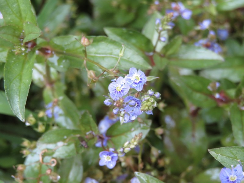 Water Speedwell photo 5
