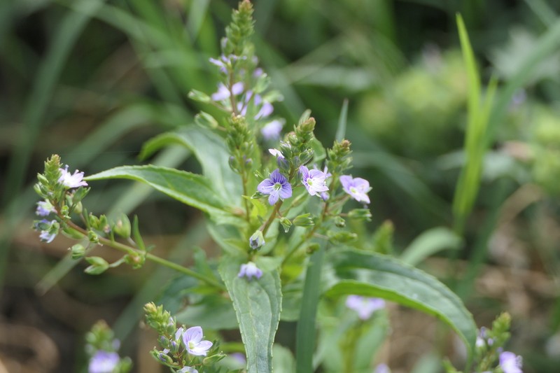 Water Speedwell photo 6