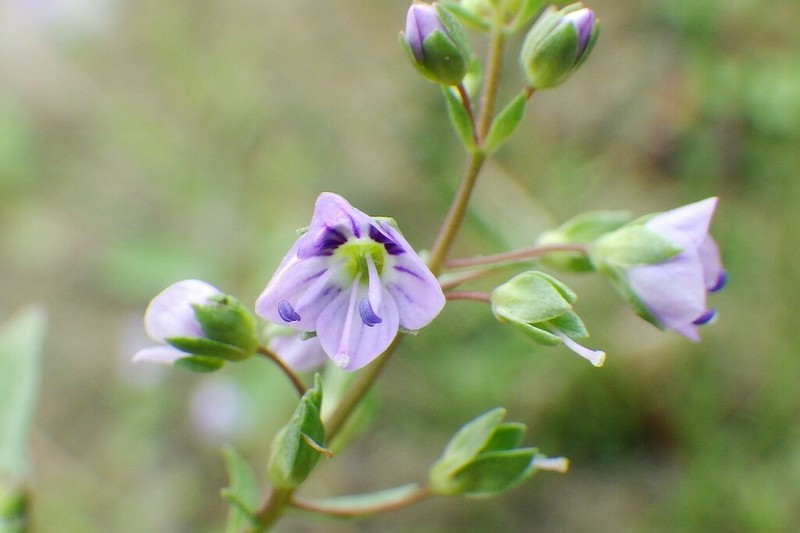 Water Speedwell photo 7