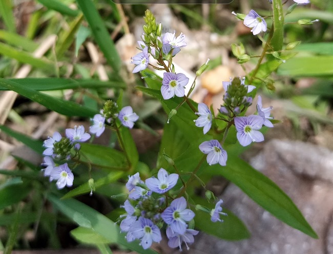 Water Speedwell