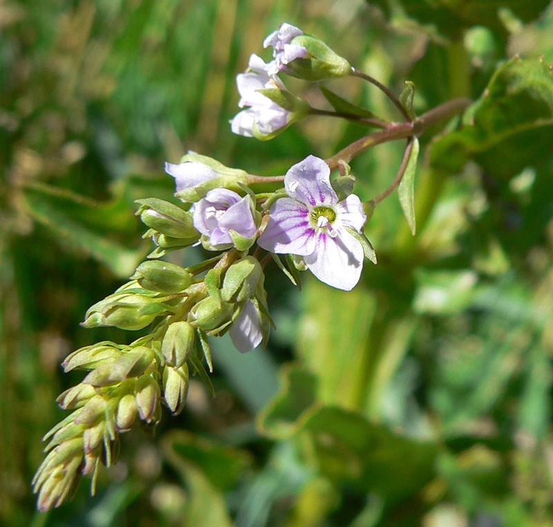 Water Speedwell photo 2