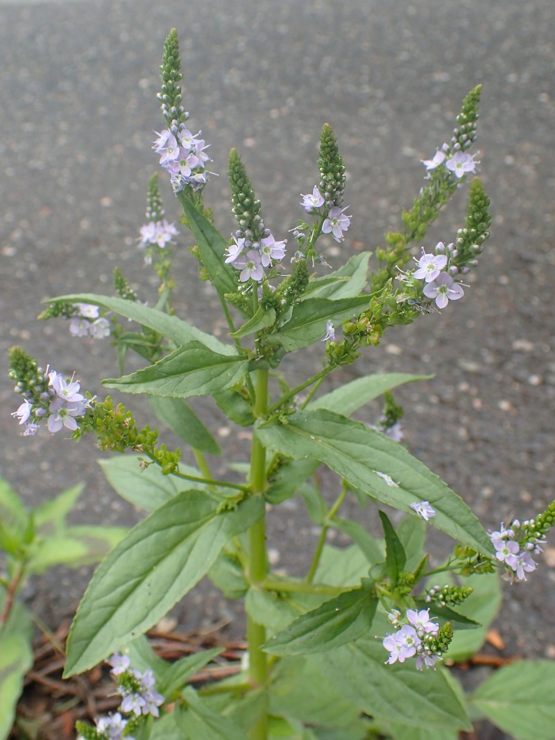 Water Speedwell photo 3