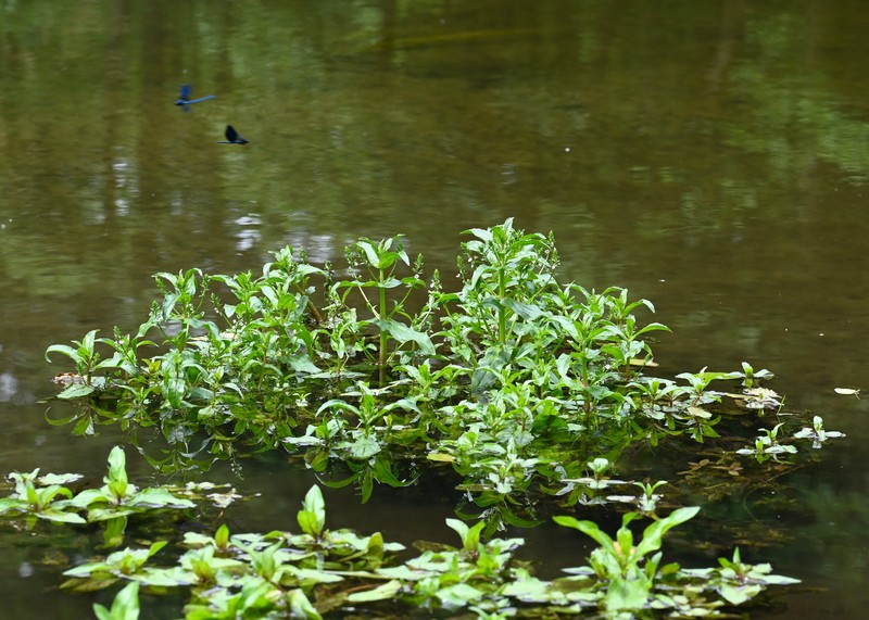 Water Speedwell photo 4