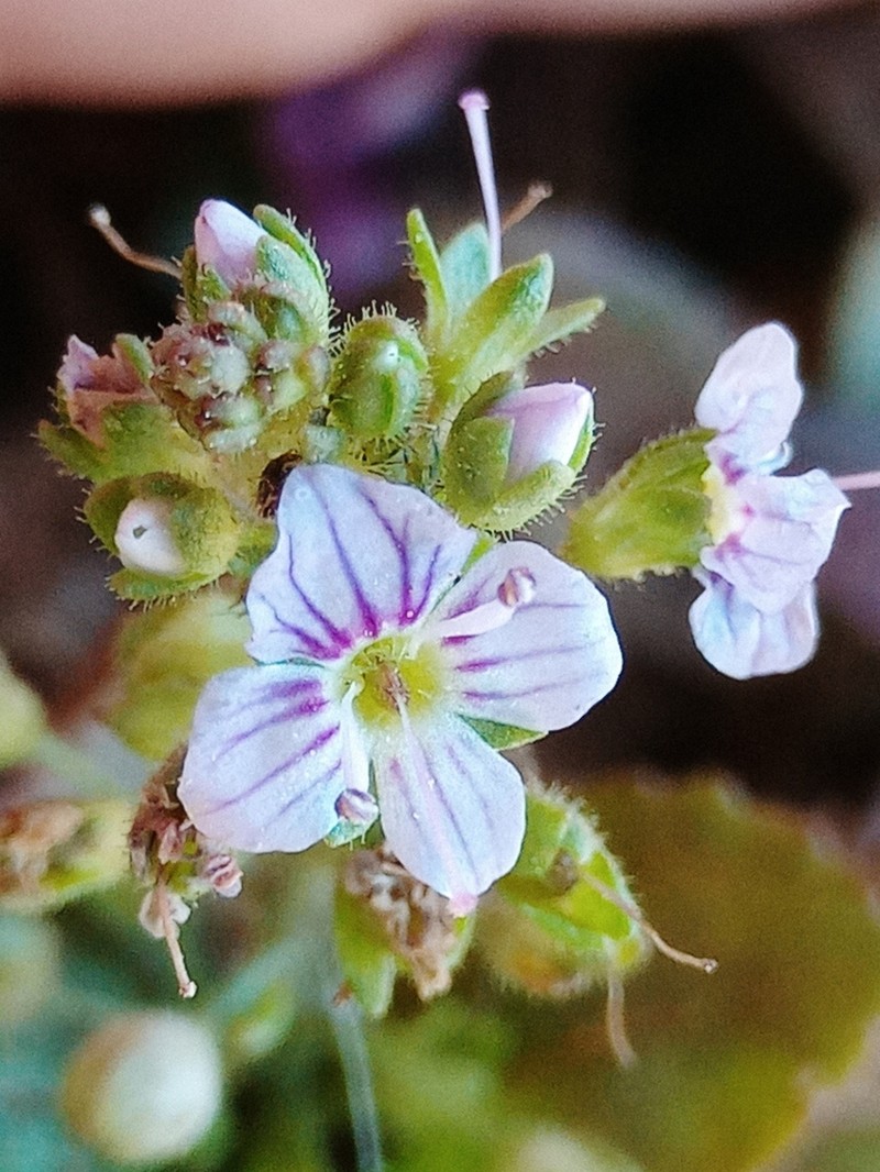 Veronica anagalloides