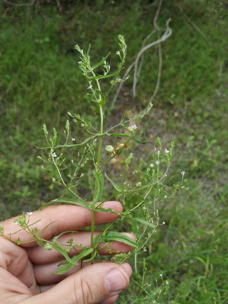 Veronica anagalloides photo 2