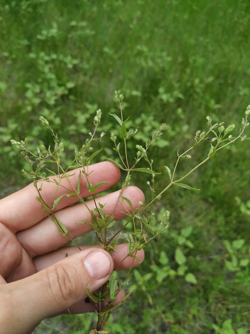 Veronica anagalloides photo 3