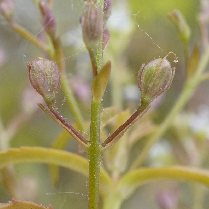 Veronica anagalloides photo 4