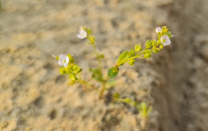 Veronica anagalloides photo 5