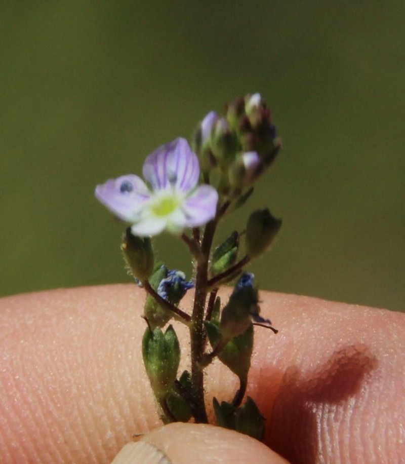 Veronica anagalloides photo 6