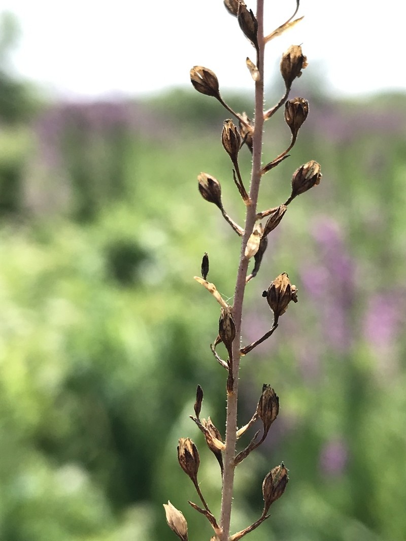 Veronica anagalloides photo 7