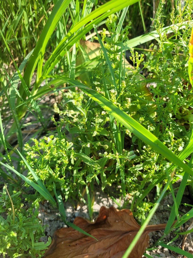 Veronica anagalloides photo 8