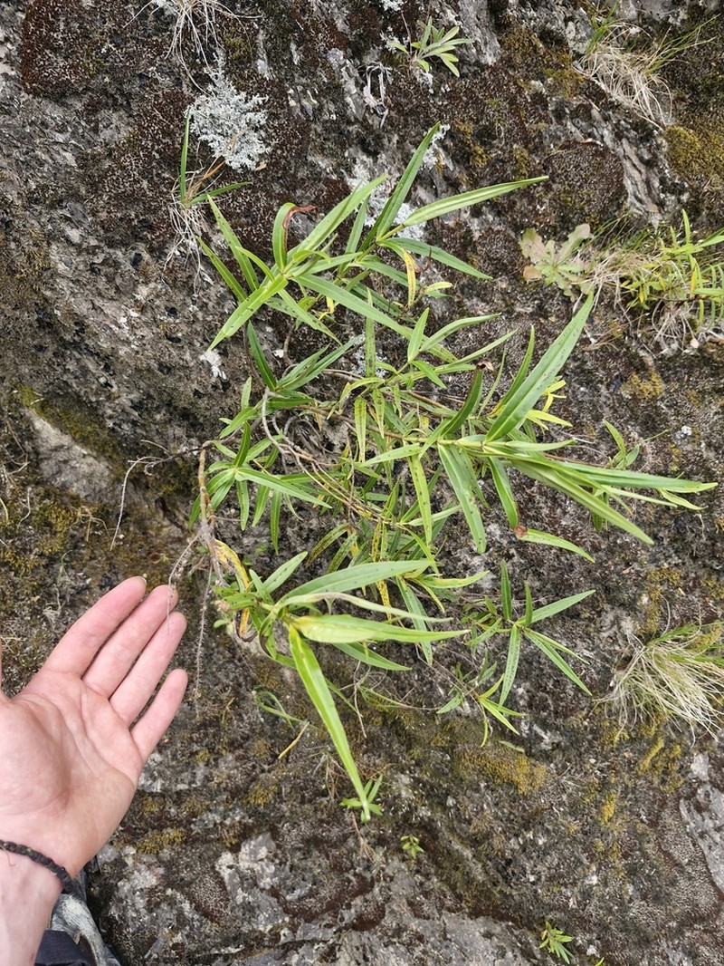 Veronica angustissima