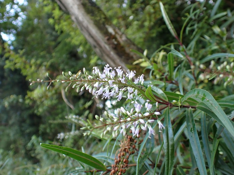 Veronica angustissima photo 2