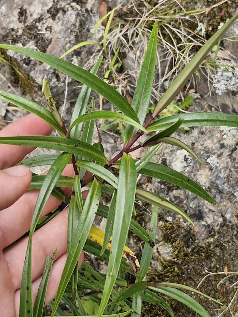 Veronica angustissima photo 3