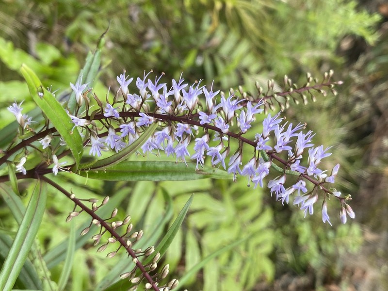 Veronica angustissima photo 5