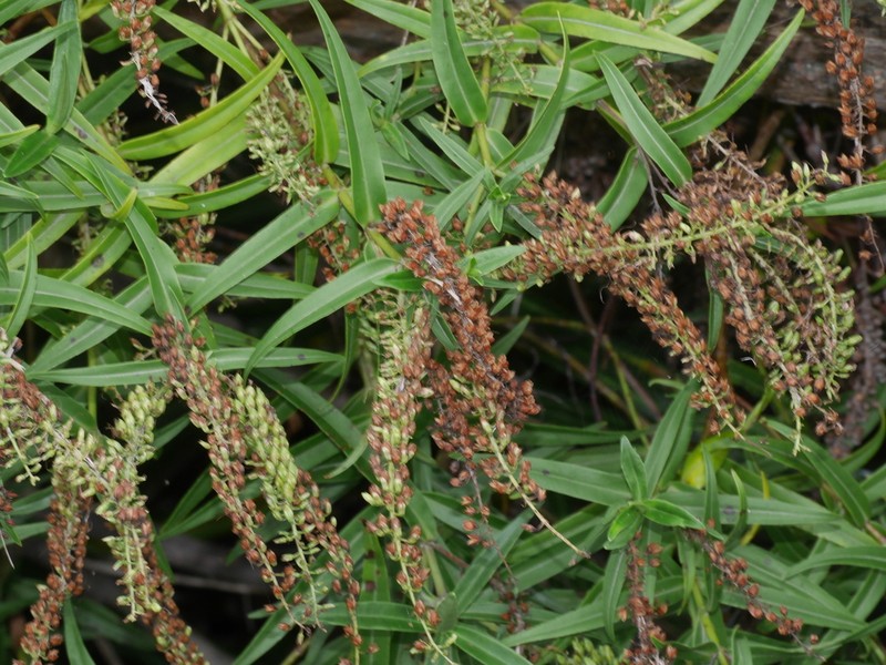 Veronica angustissima photo 6