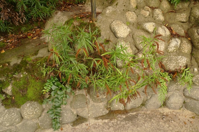 Veronica angustissima photo 7