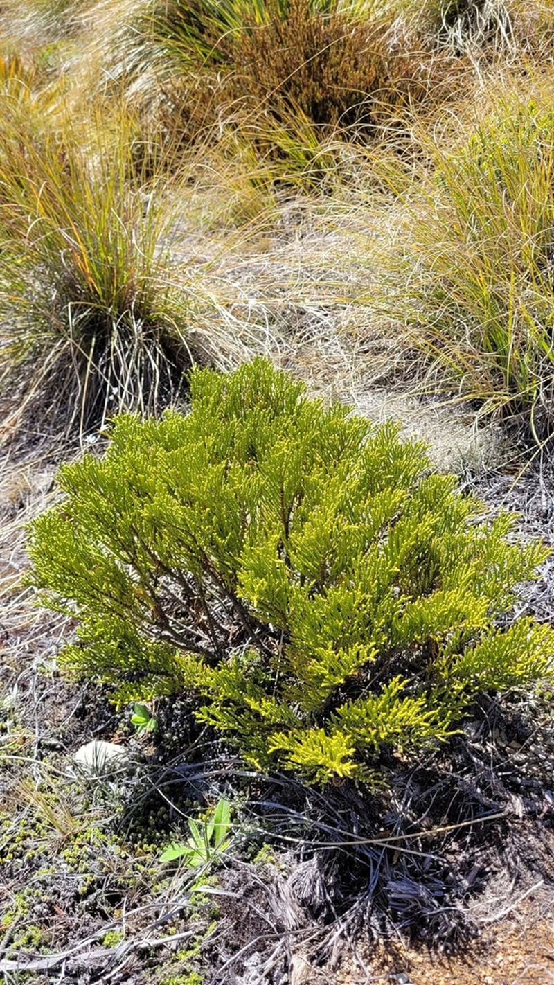 Veronica annulata photo 3