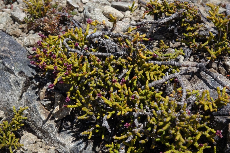 Veronica annulata