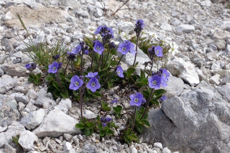 Veronica aphylla