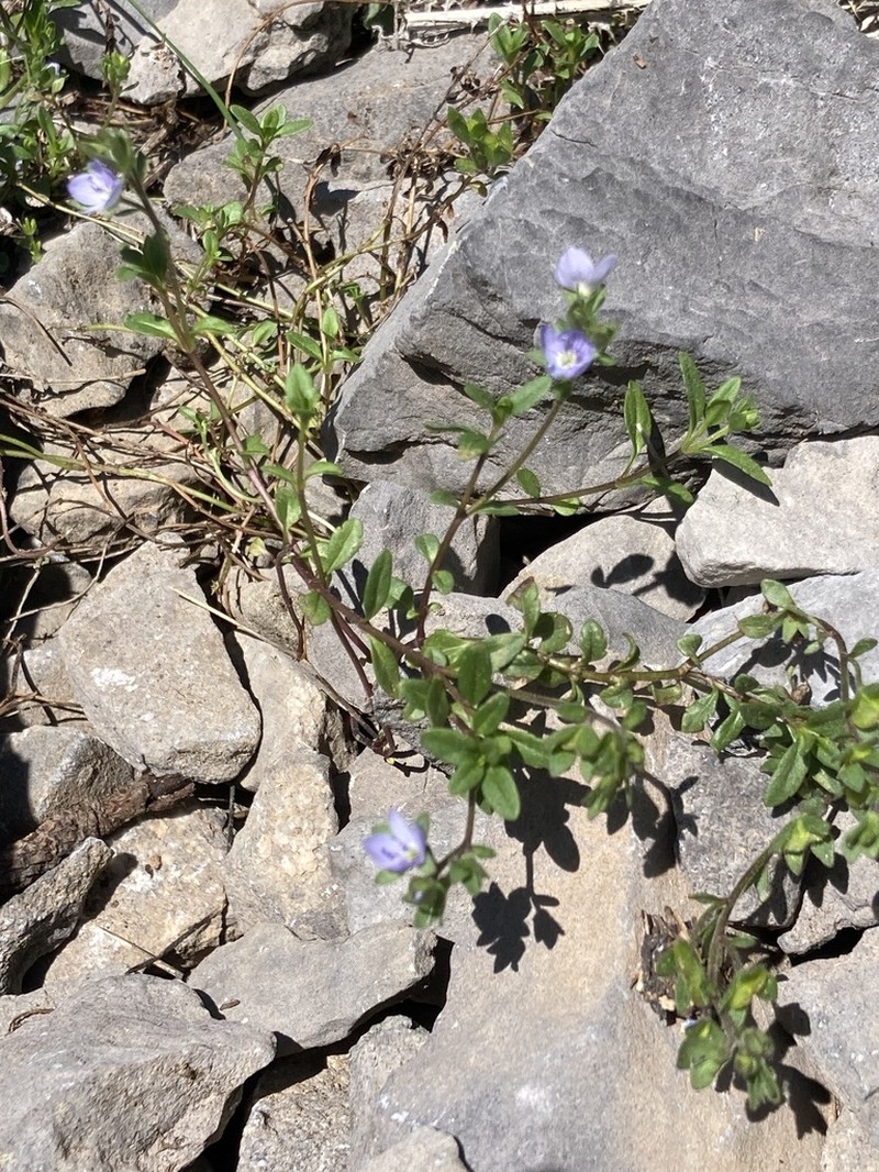 Veronica aragonensis