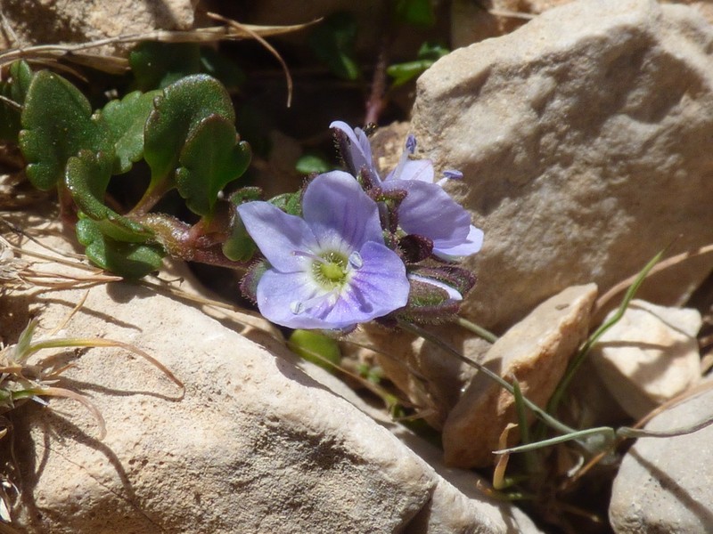 Veronica aragonensis photo 2