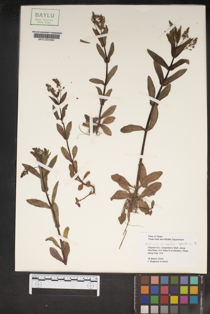 Veronica aragonensis photo 4