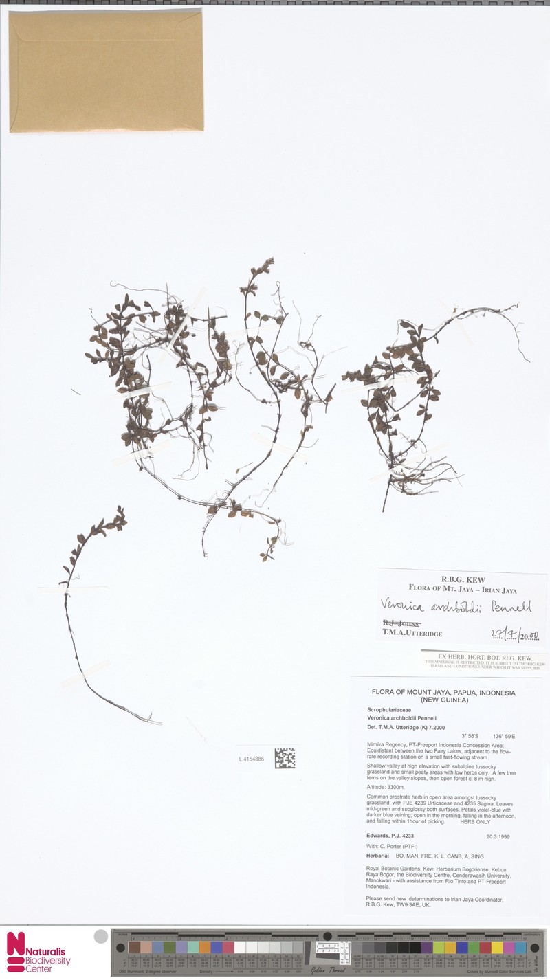 Veronica archboldii