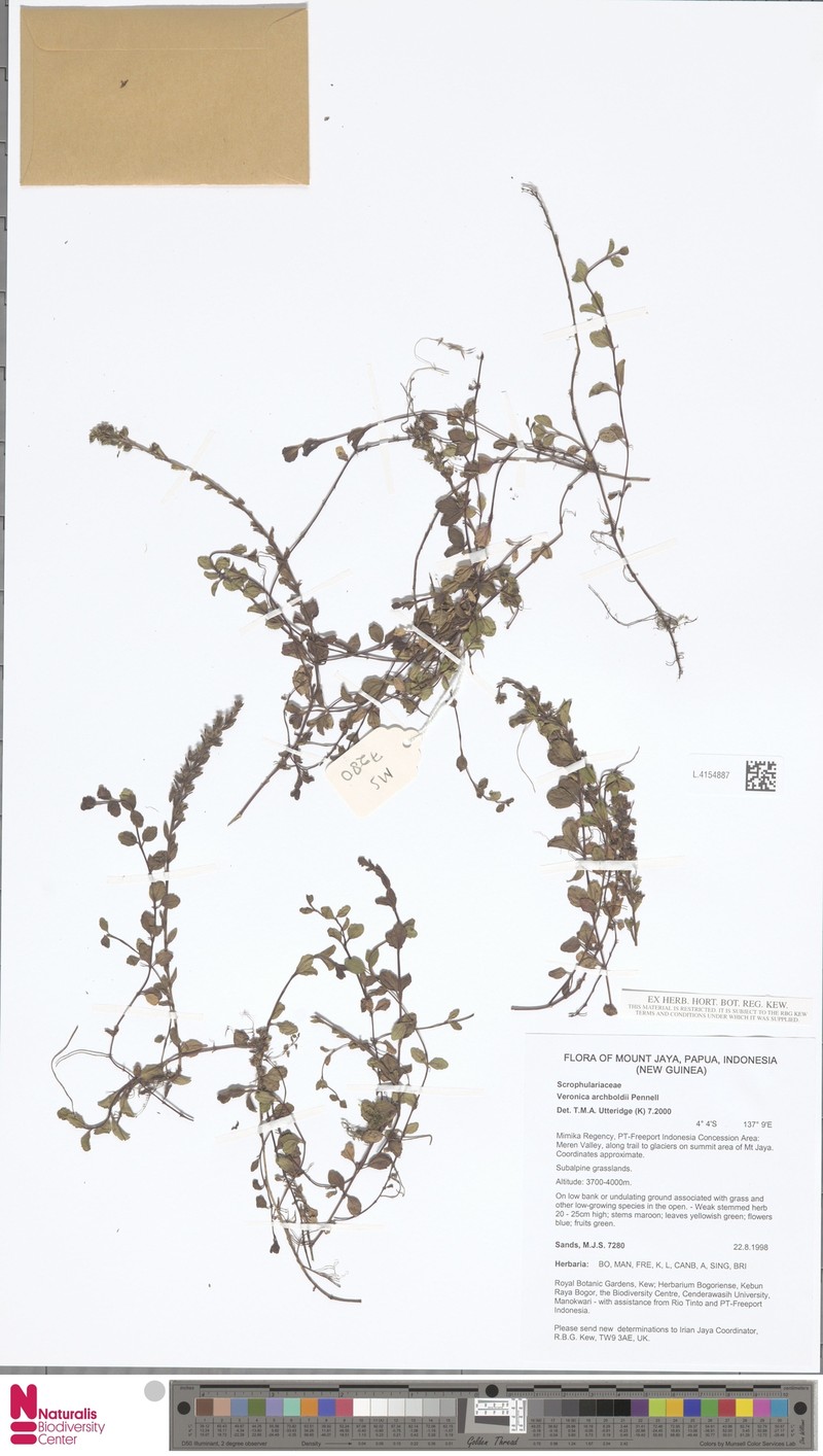 Veronica archboldii photo 3