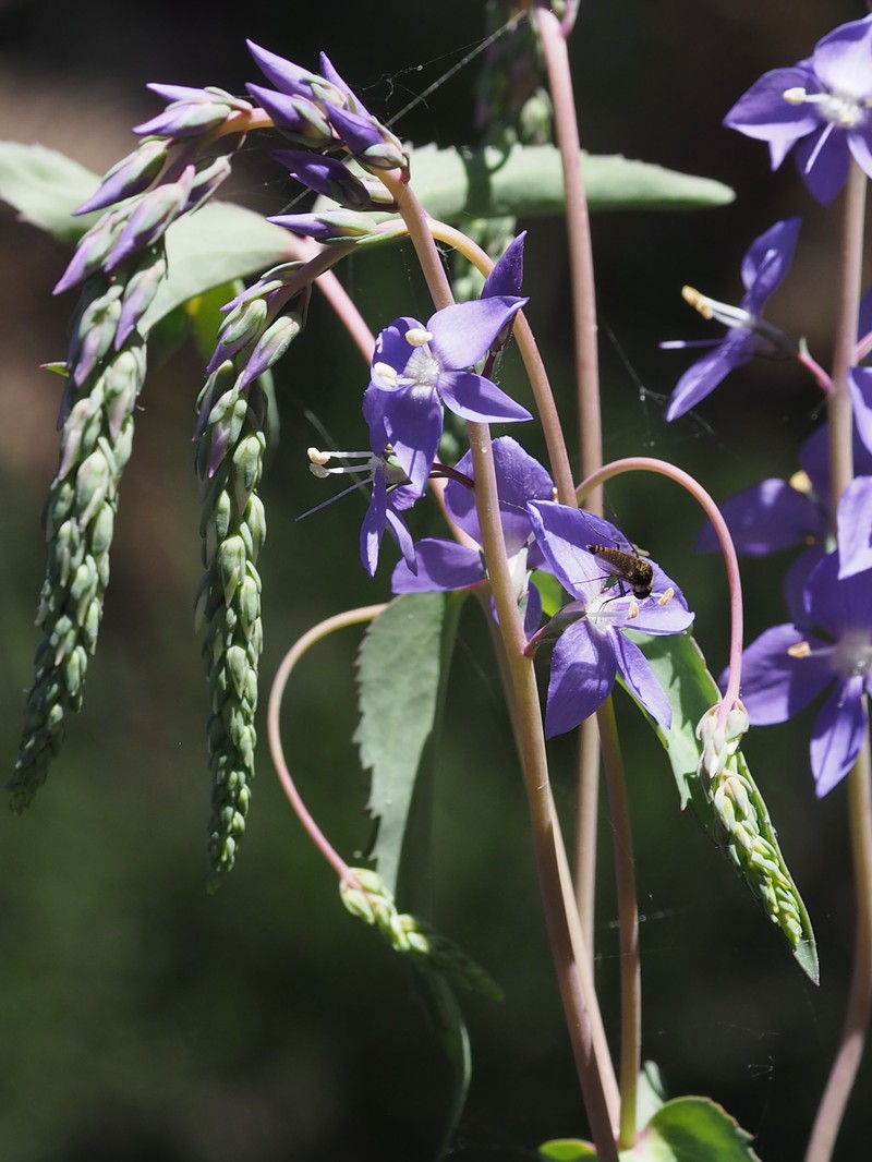 Veronica arcuata