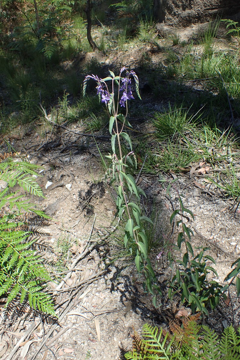 Veronica arcuata photo 2
