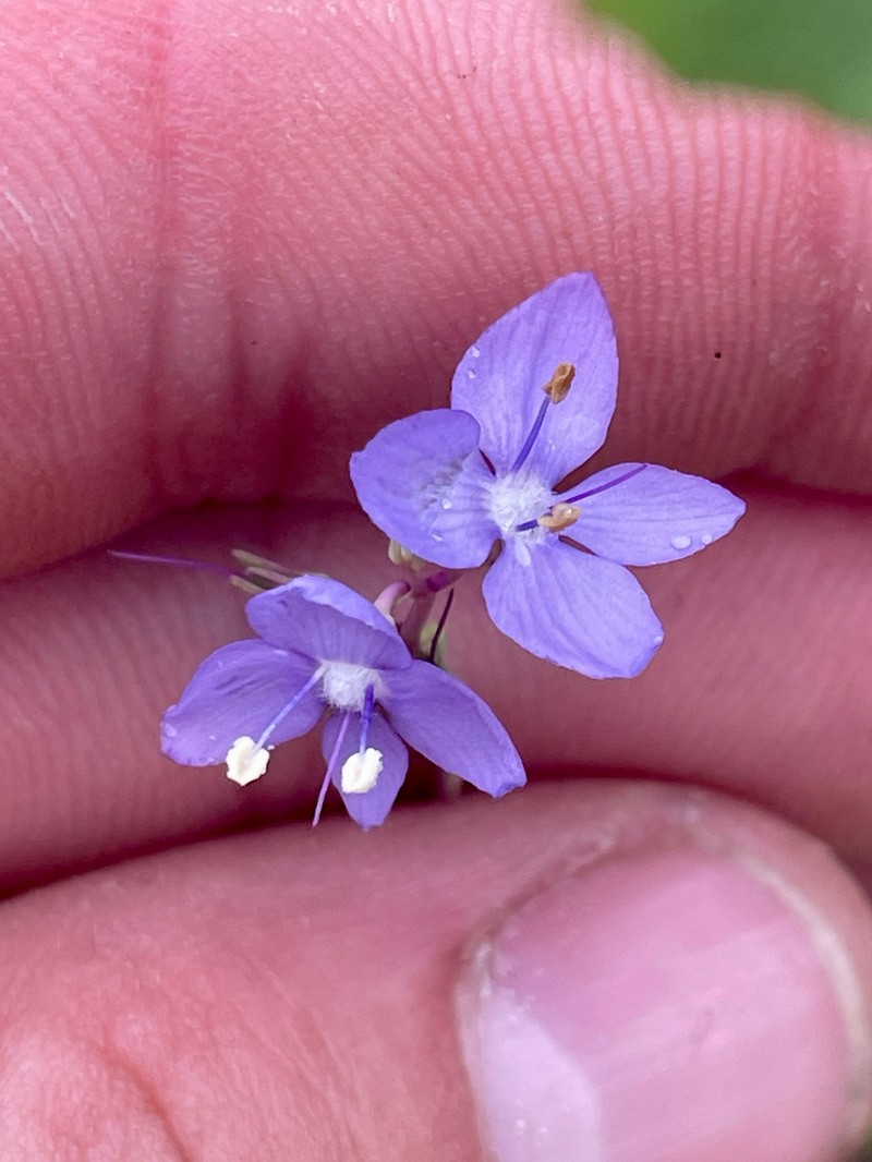 Veronica arcuata photo 3