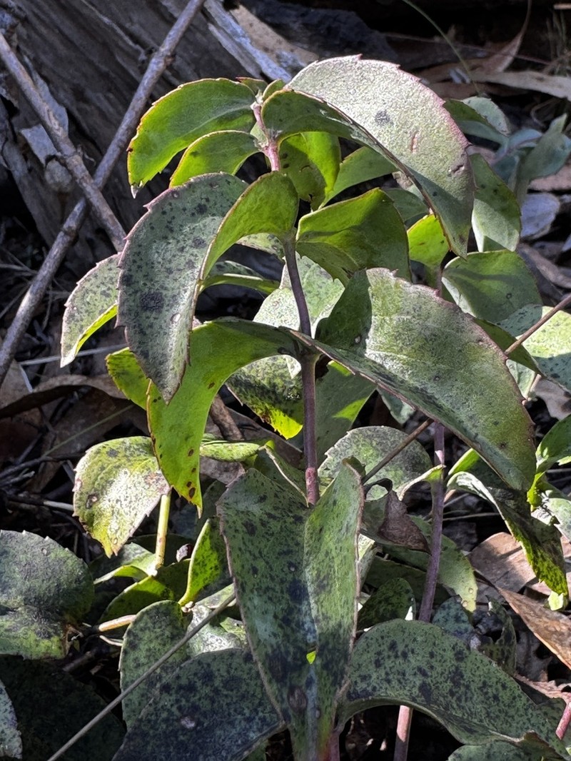 Veronica arcuata photo 4