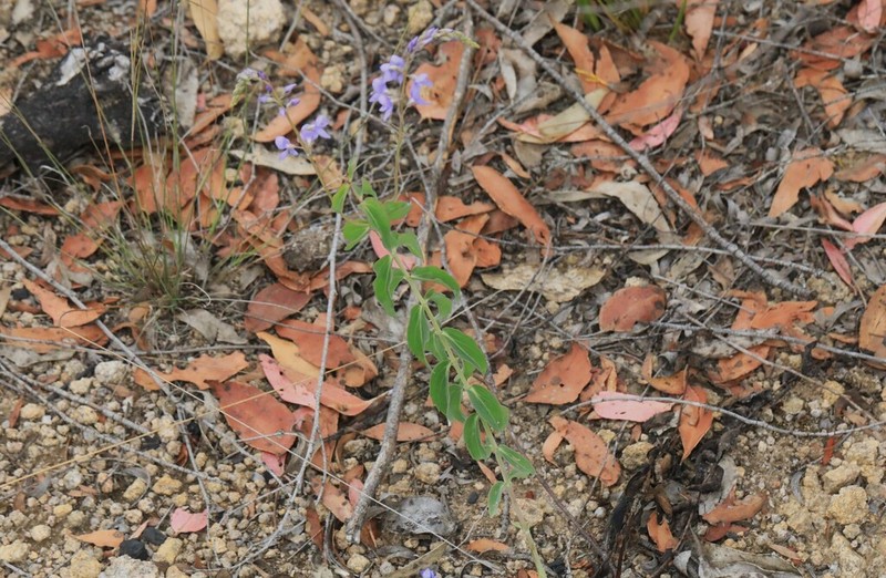 Veronica arcuata photo 5