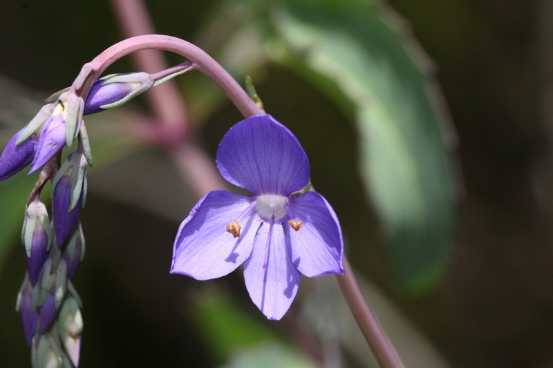 Veronica arcuata photo 6
