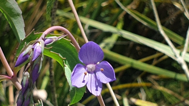 Veronica arcuata photo 7