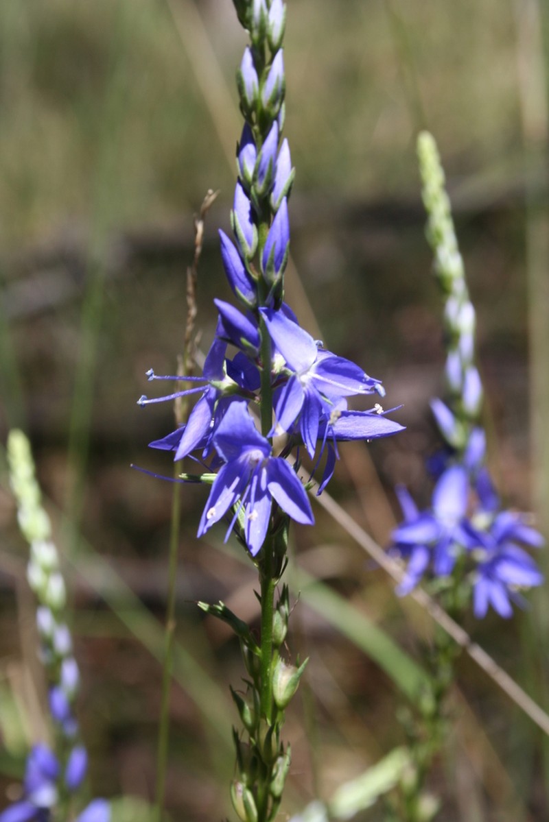 Veronica arenaria photo 2